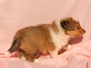 シェットランドシープドッグ（シェルティー）子犬販売情報、男の子（オス）、セーブル＆ホワイト、2016年01月02日産まれ、神奈川県ブリーダー、ID9562。右側面