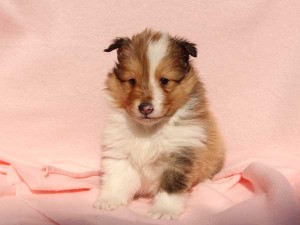 シェットランドシープドッグ（シェルティー）子犬販売情報、男の子（オス）、セーブル＆ホワイト、2016年01月02日産まれ、神奈川県ブリーダー、ID9562。正面2