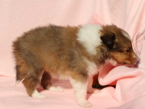 シェットランドシープドッグ（シェルティー）子犬販売情報、男の子（オス）、セーブル＆ホワイト、2016年01月02日産まれ、神奈川県ブリーダー、ID9565。右側面