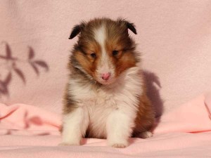 シェットランドシープドッグ（シェルティー）子犬販売情報、男の子（オス）、セーブル＆ホワイト、2016年01月02日産まれ、神奈川県ブリーダー、ID9565。正面