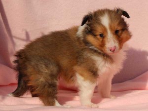 シェットランドシープドッグ（シェルティー）子犬販売情報、男の子（オス）、セーブル＆ホワイト、2016年01月02日産まれ、神奈川県ブリーダー、ID9565。右側面