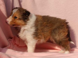シェットランドシープドッグ（シェルティー）子犬販売情報、男の子（オス）、セーブル＆ホワイト、2016年01月02日産まれ、神奈川県ブリーダー、ID9565。左側面