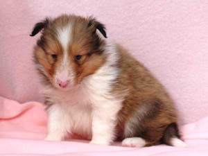 シェットランドシープドッグ（シェルティー）子犬販売情報、男の子（オス）、セーブル＆ホワイト、2016年01月02日産まれ、神奈川県ブリーダー、ID9565。おすわり