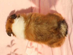 シェットランドシープドッグ（シェルティー）子犬販売情報、男の子（オス）、セーブル＆ホワイト、2016年01月02日産まれ、神奈川県ブリーダー、ID9565。背中