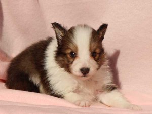 シェットランドシープドッグ（シェルティー）子犬販売情報、男の子（オス）、セーブル＆ホワイト、2016年01月05日産まれ、神奈川県ブリーダー、ID9566。お顔3