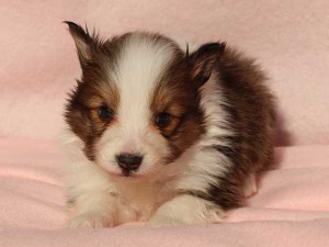 シェットランドシープドッグ（シェルティー）子犬販売情報、男の子（オス）、セーブル＆ホワイト、2016年01月05日産まれ、神奈川県ブリーダー、ID9566。お顔2
