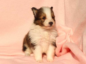 シェットランドシープドッグ（シェルティー）子犬販売情報、男の子（オス）、セーブル＆ホワイト、2016年01月05日産まれ、神奈川県ブリーダー、ID9566。おすわり