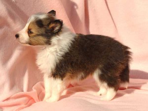 シェットランドシープドッグ（シェルティー）子犬販売情報、男の子（オス）、セーブル＆ホワイト、2016年01月05日産まれ、神奈川県ブリーダー、ID9566。左側面
