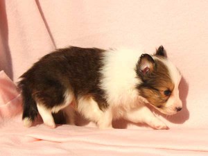シェットランドシープドッグ（シェルティー）子犬販売情報、男の子（オス）、セーブル＆ホワイト、2016年01月05日産まれ、神奈川県ブリーダー、ID9566。右側面