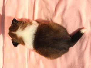 シェットランドシープドッグ（シェルティー）子犬販売情報、男の子（オス）、セーブル＆ホワイト、2016年01月12日産まれ、神奈川県ブリーダー、ID9616。背中