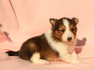 シェットランドシープドッグ（シェルティー）子犬販売情報、男の子（オス）、セーブル＆ホワイト、2016年01月12日産まれ、神奈川県ブリーダー、ID9616。フセ2