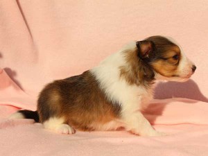 シェットランドシープドッグ（シェルティー）子犬販売情報、男の子（オス）、セーブル＆ホワイト、2016年01月12日産まれ、神奈川県ブリーダー、ID9616。右側面