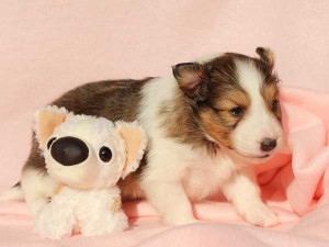 シェットランドシープドッグ（シェルティー）子犬販売情報、男の子（オス）、セーブル＆ホワイト、2016年01月12日産まれ、神奈川県ブリーダー、ID9616。立ち姿