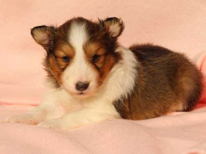 シェットランドシープドッグ（シェルティー）子犬販売情報、男の子（オス）、セーブル＆ホワイト、2016年01月12日産まれ、神奈川県ブリーダー、ID9616。フセ