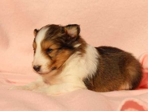 シェットランドシープドッグ（シェルティー）子犬販売情報、男の子（オス）、セーブル＆ホワイト、2016年01月12日産まれ、神奈川県ブリーダー、ID9616。左側面