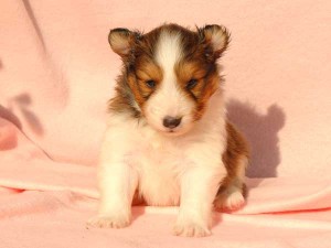 シェットランドシープドッグ（シェルティー）子犬販売情報、男の子（オス）、セーブル＆ホワイト、2016年01月12日産まれ、神奈川県ブリーダー、ID9616。お顔2