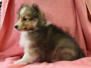 シェットランドシープドッグ（シェルティー）子犬販売情報、女の子（メス）、セーブル＆ホワイト、2015年12月19日生れ、神奈川県ブリーダー、ID9617。おすわり2