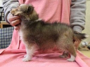 シェットランドシープドッグ（シェルティー）子犬販売情報、女の子（メス）、セーブル＆ホワイト、2015年12月19日生れ、神奈川県ブリーダー、ID9617。左側面