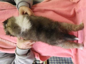 シェットランドシープドッグ（シェルティー）子犬販売情報、女の子（メス）、セーブル＆ホワイト、2015年12月19日生れ、神奈川県ブリーダー、ID9617。背中