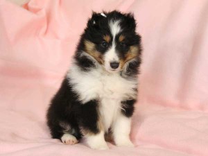 シェットランドシープドッグ（シェルティー）子犬販売情報、トライカラー、女の子（メス）、2016年1月12日生れ、神奈川県ブリーダー、ID9666、High Quality Dog、おすわり