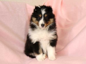 シェットランドシープドッグ（シェルティー）子犬販売情報、トライカラー、女の子（メス）、2016年1月12日生れ、神奈川県ブリーダー、ID9666、High Quality Dog、おすわり2