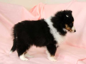 シェットランドシープドッグ（シェルティー）子犬販売情報、トライカラー、女の子（メス）、2016年01月12日生れ、神奈川県ブリーダー、ID9666、High Quality Dog、右側面