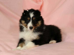 シェットランドシープドッグ（シェルティー）子犬販売情報、トライカラー、女の子（メス）、2016年1月12日生れ、神奈川県ブリーダー、ID9666、High Quality Dog、フセ