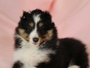 シェットランドシープドッグ（シェルティー）子犬販売情報、トライカラー、女の子（メス）、2016年01月12日生れ、神奈川県ブリーダー、ID9666、High Quality Dog、お顔2