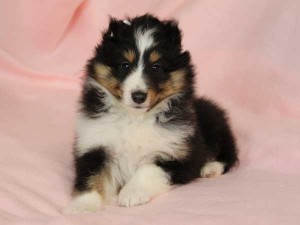 シェットランドシープドッグ（シェルティー）子犬販売情報、トライカラー、女の子（メス）、2016年1月12日生れ、神奈川県ブリーダー、ID9666、High Quality Dog、正面
