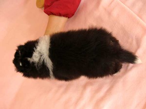 シェットランドシープドッグ（シェルティー）子犬販売情報、トライカラー、女の子（メス）、2016年01月12日生れ、神奈川県ブリーダー、ID9666、High Quality Dog、背中