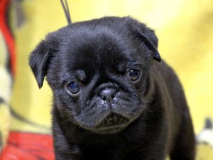 パグ子犬販売情報、男の子（オス）、ブラック、2016年1月27日生れ、千葉県ブリーダー、ID9708