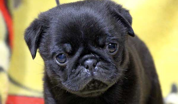 パグ子犬販売情報、男の子（オス）、ブラック、2016年01月27日生れ、千葉県ブリーダー、ID9708、お顔