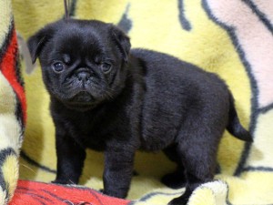 パグ子犬販売情報、男の子（オス）、ブラック、2016年01月27日生れ、千葉県ブリーダー、ID9708、左側面