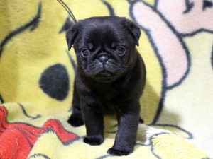 パグ子犬販売情報、男の子（オス）、ブラック、2016年01月27日生れ、千葉県ブリーダー、ID9708、正面2