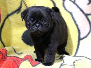 パグ子犬販売情報、男の子（オス）、ブラック、2016年01月27日生れ、千葉県ブリーダー、ID9708、正面