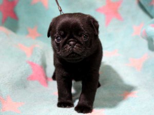 パグ子犬販売情報、男の子（オス）、ブラック、2016年01月27日生れ、千葉県ブリーダー、ID9708、正面3
