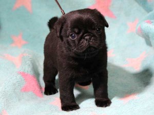 パグ子犬販売情報、男の子（オス）、ブラック、2016年01月27日生れ、千葉県ブリーダー、ID9708、正面4