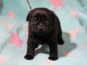 パグ子犬販売情報、男の子（オス）、ブラック、2016年01月27日生れ、千葉県ブリーダー、ID9708、正面5
