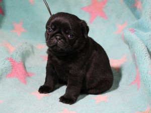パグ子犬販売情報、男の子（オス）、ブラック、2016年01月27日生れ、千葉県ブリーダー、ID9708、おすわり3