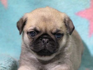 パグ子犬販売情報、男の子（オス）、フォーン、2016年01月27日生れ、千葉県ブリーダー、ID9709、お顔2