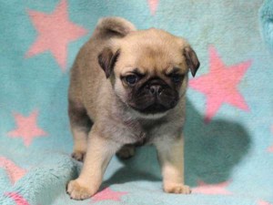 パグ子犬販売情報、男の子（オス）、フォーン、2016年01月27日生れ、千葉県ブリーダー、ID9709、正面