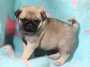 パグ子犬販売情報、男の子（オス）、フォーン、2016年01月27日生れ、千葉県ブリーダー、ID9709、左側面