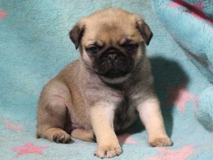 パグ子犬販売情報、男の子（オス）、フォーン、2016年01月27日生れ、千葉県ブリーダー、ID9709、おすわり