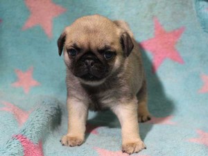 パグ子犬販売情報、男の子（オス）、フォーン、2016年01月27日生れ、千葉県ブリーダー、ID9709、正面2