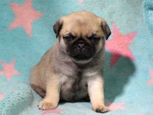 パグ子犬販売情報、男の子（オス）、フォーン、2016年01月27日生れ、千葉県ブリーダー、ID9709、おすわり3