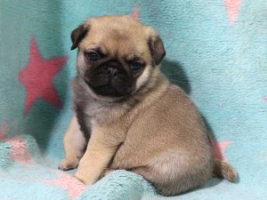 パグ子犬販売情報、男の子（オス）、フォーン、2016年01月27日生れ、千葉県ブリーダー、ID9709、おすわり5