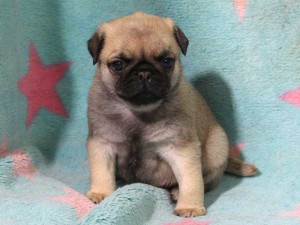 パグ子犬販売情報、男の子（オス）、フォーン、2016年01月27日生れ、千葉県ブリーダー、ID9709、おすわり6