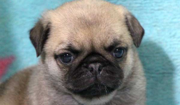 パグ子犬販売情報、男の子（オス）、フォーン、2016年01月27日生れ、千葉県ブリーダー、ID9709、お顔