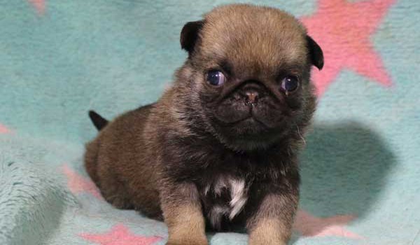 パグ子犬販売情報、男の子（オス）、フォーン、2016年02月04日生れ、千葉県ブリーダー、ID9710。正面