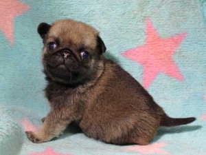 パグ子犬販売情報、男の子（オス）、フォーン、2016年02月04日生れ、千葉県ブリーダー、ID9710。左側面